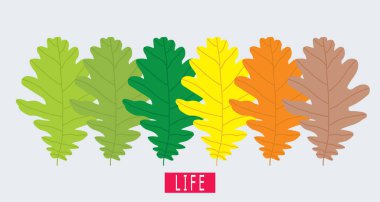 Mevsimler boyunca meşe yaprağı. Hayat için bir metafor.