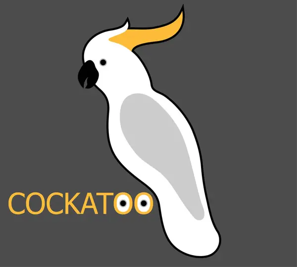 Koyu gri arka planda beyaz tropikal kakadu