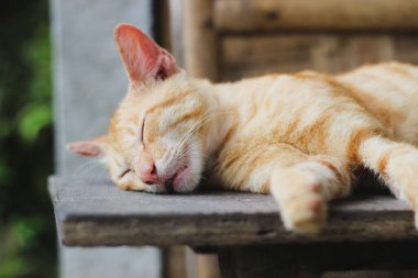 Kırmızı kedi yerde uyuyor.