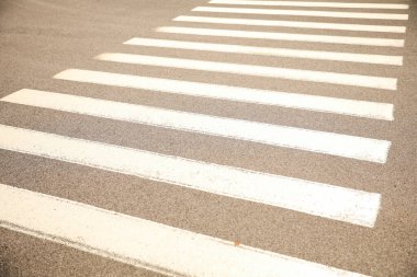 beyaz zebra karşıya geçiyor.