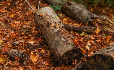 Yapraklı bir ağacın yakın çekimi.