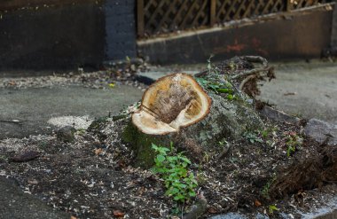 Düşen ağaç gövdesi yağmurdan sonra.