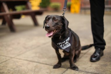 Labrador köpek sahibi ile