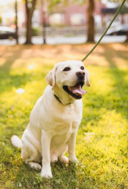Köpek yetiştiricisi labrador Retriever parkta