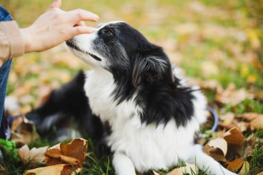 Sonbahar parkında sevimli köpekli genç bir kadın.