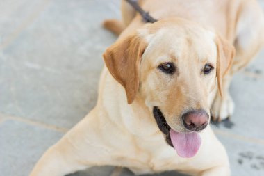 Labrador av köpeği. Yaklaş.