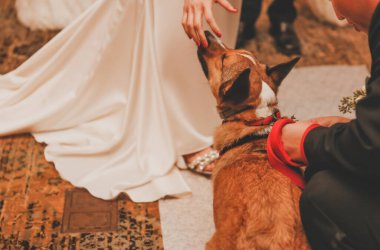 Damat köpeği bir gelinin ellerinde tutuyor..