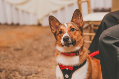 Köpeğin portresi, düğün günü, damat.