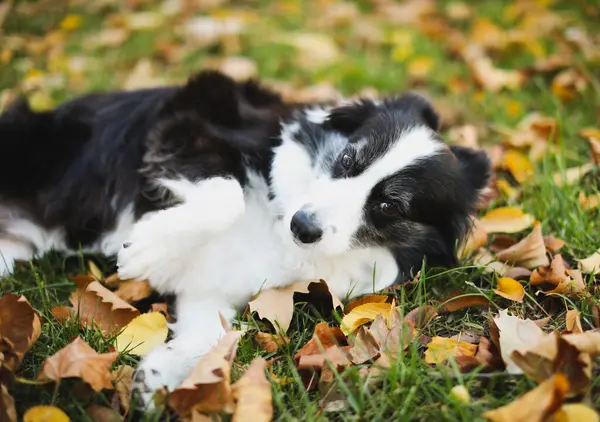 Şirin bir köpeğin portresi.