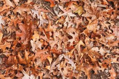 Topraktaki sonbahar yaprakları