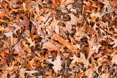 Yere düşen kuru yapraklar.