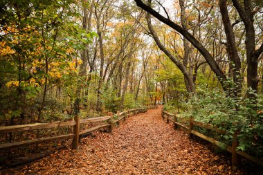 Ormanda sonbahar renkleri