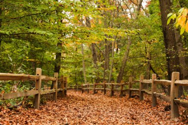 Ahşap sonbahar Orman yolundaki