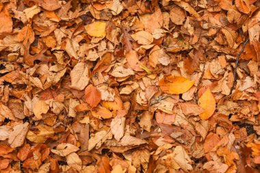 Sonbahar yapraklarının arkaplanı