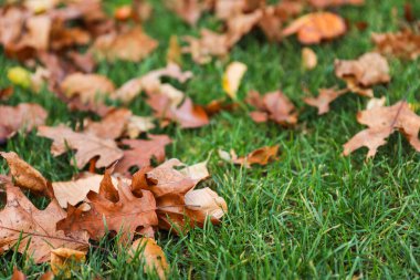 Çimlere düşen yapraklar