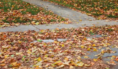 Sonbahar yaprakları yerde.