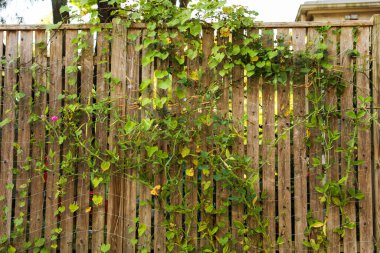 Yeşil sarmaşık çit