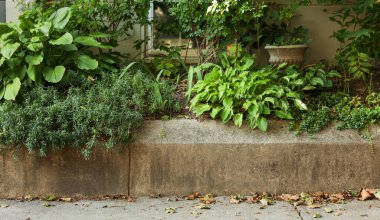 Arka bahçede taş duvar ve bitkiler. Kendi metnin için kopyalama alanı var.