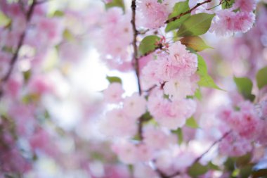 İlkbaharda güzel kiraz çiçekleri