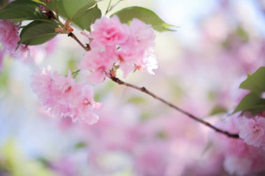 Bahçedeki güzel pembe sakura çiçekleri