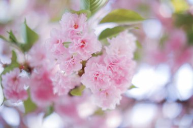 Japonya 'da sakura çiçekleri