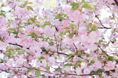 Japonya 'da güzel pembe kiraz çiçekleri