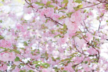 Bahar mevsiminde açan pembe sakura çiçekleri.