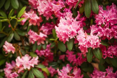 Bahçedeki güzel rhododendron çiçekleri