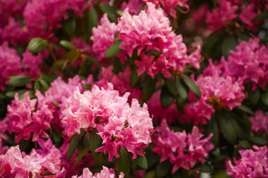 İlkbaharda parkta açan rhododendron