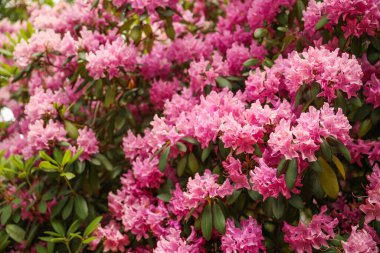 Parkta blooming ormangülü