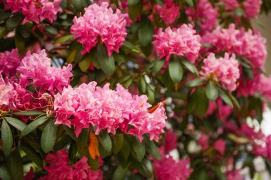 Pembe rhododendron çiçekleri parktaki çalılıklarda, yakın plan, seçici odak.