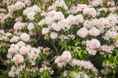 Parkta çiçek açan beyaz rhododendron (ron)
