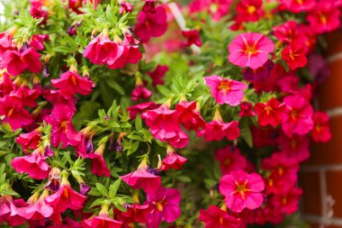 Bahçedeki kırmızı çiçekler