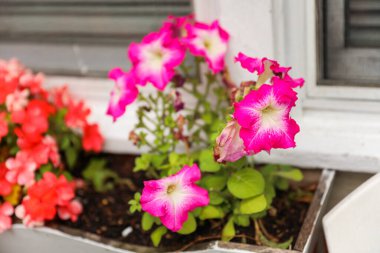 Pencere kenarındaki saksıda pembe çiçek