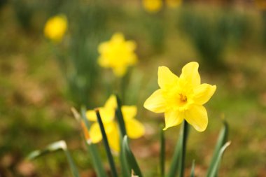 Güzel sarı nergisler bahçede