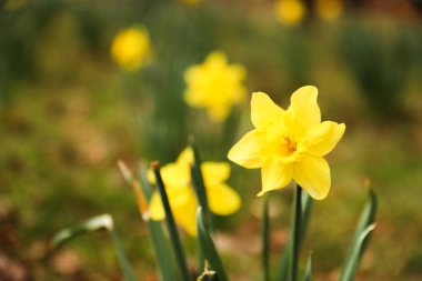 Bahçede açan sarı nergisler