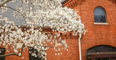 Kırmızı çiçekli ve ağaçlı beyaz tuğla duvar