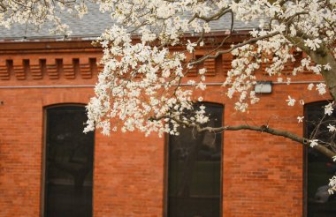 bahçede güzel kiraz çiçekleri