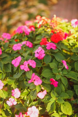 Renkli çiçeklerin arkaplan resmi, arka plan doğası