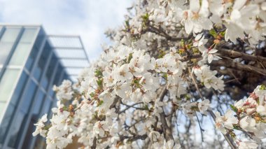 Güzel botanik fotoğrafı, doğal duvar kağıdı.