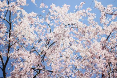 Japonya 'da kiraz çiçeği