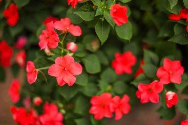 güzel kırmızı çiçekler arka plan