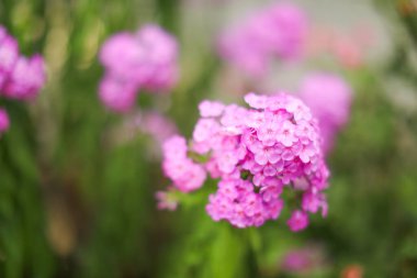 Renkli çiçeklerin arkaplan resmi