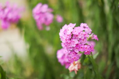 Renkli çiçeklerin arkaplan resmi