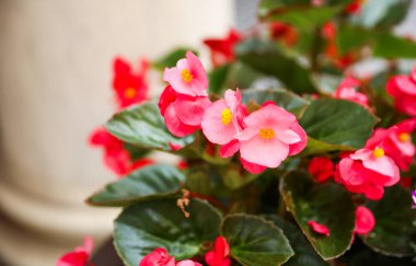 Tencere güzel çiçekler