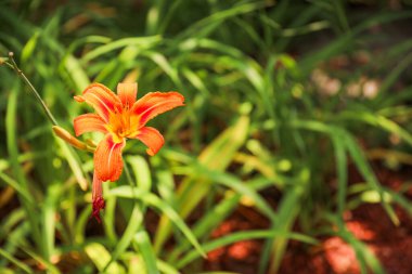 Bahçedeki kırmızı çiçekler