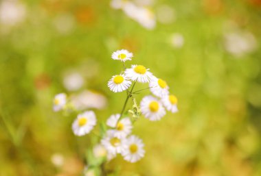 Bahçedeki papatya çiçekleri