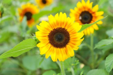 Kırsaldaki ayçiçeği tarlası