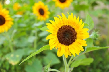 Ayçiçeği tarlada. Yazın ayçiçeği