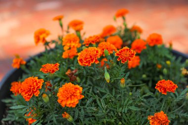 bahçede portakal marigold çiçek